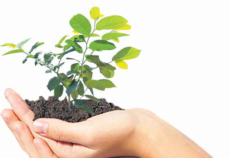 అమాత్యుడికి హరిత కానుక