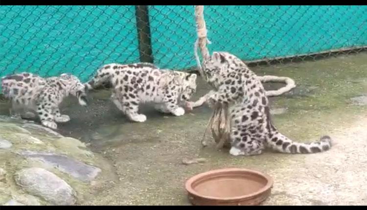 హిమాల‌య‌న్ జూలో చిరుత కూన‌ల సంద‌డి.. వీడియో