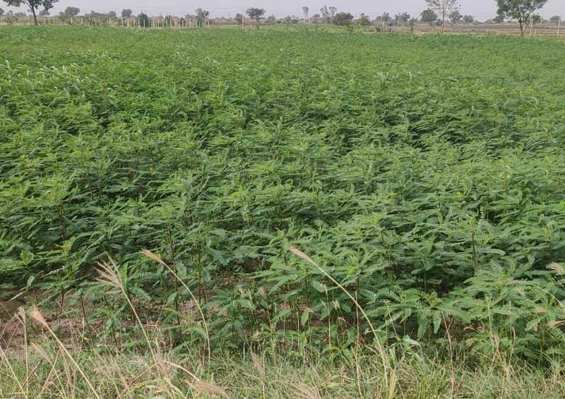 పచ్చిరొట్ట ఎరువులతో రైతులకు మేలు