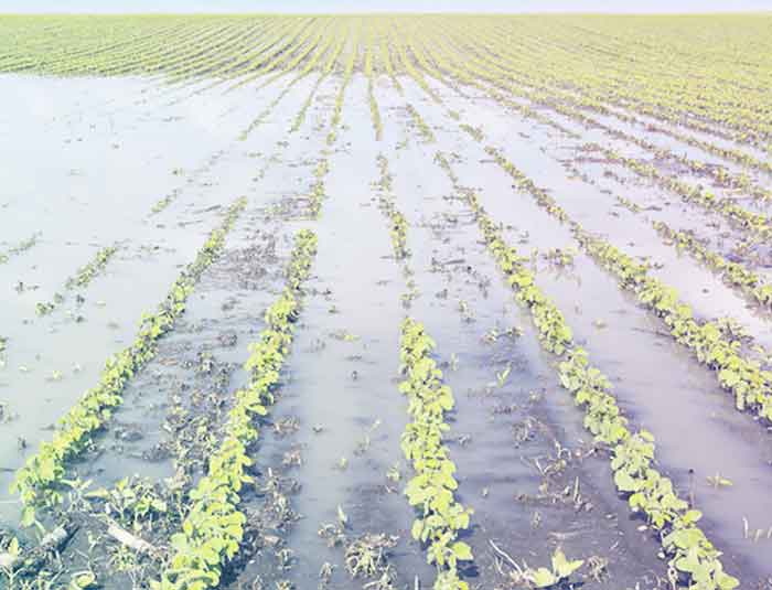 జాగ్రత్తలతో పంటను కాపాడుకోవాలి