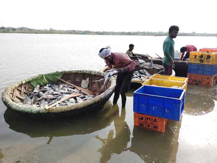 మత్స్యోత్సాహం..