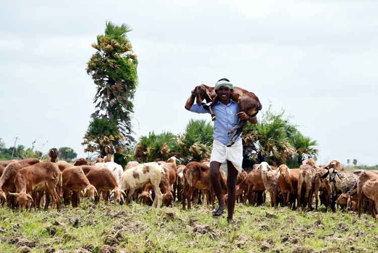 యలమంద ధరహాసం