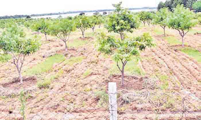 పండ్ల తోటల సాగుకు చేయూత