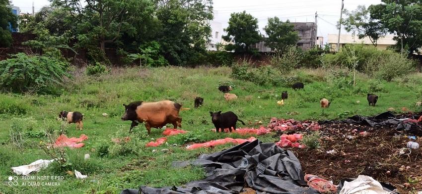 వరాహాల స్వైరవిహారం