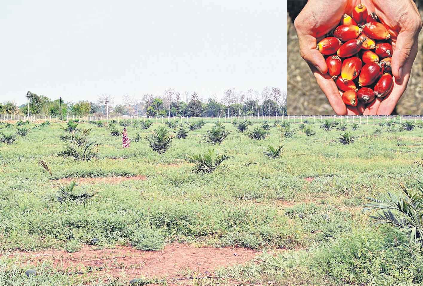 ఆయిల్‌ పామ్‌కు సబ్సిడి సాయం