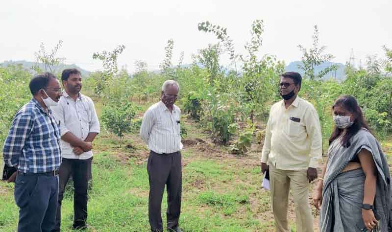 నాటిన మొక్కలను సంరక్షించాలి