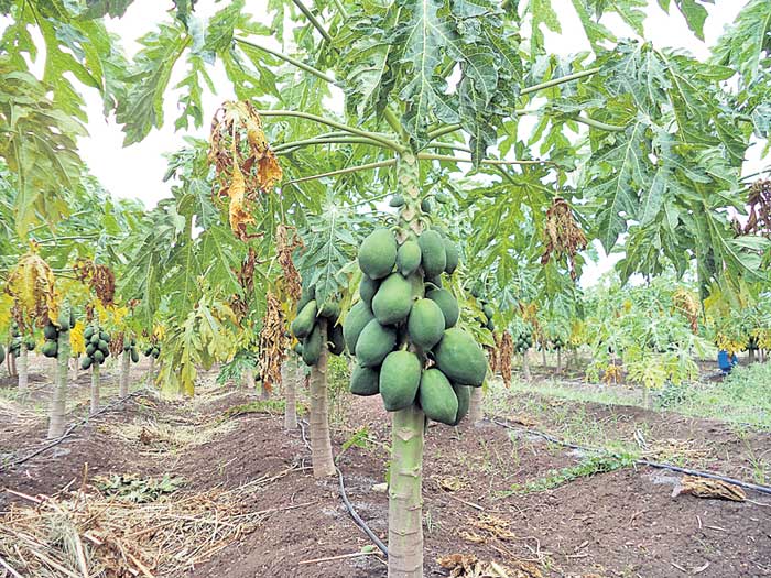 పండ్ల తోటల పెంపకానికి ప్రభుత్వ ప్రోత్సాహం