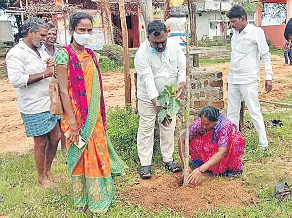 నాటిన మొక్కలను సంరక్షించాలి