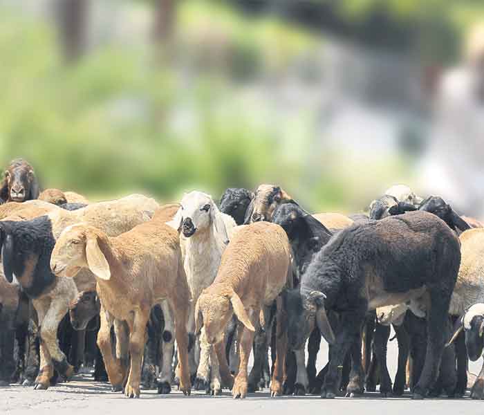 జీవాలొస్తున్నాయ్‌..