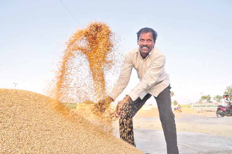 ధాన్యసిరి