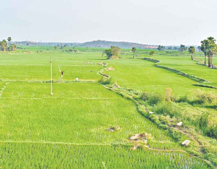 జాగ్రత్తలు వహిస్తే మంచి ఫలితాలు