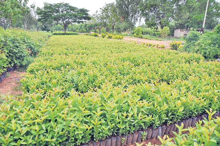 బృహత్‌ వనం కార్యం