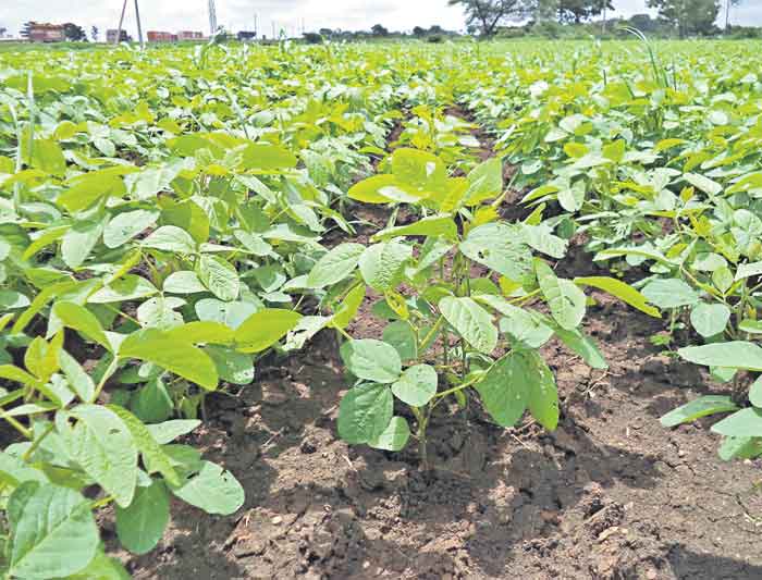 అంతర పంటల సాగుపై రైతన్న చూపు