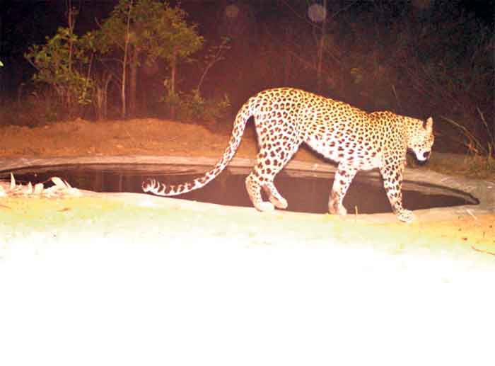 అటవీ మార్గంలో చిరుతల సంచారంతో వణుకు