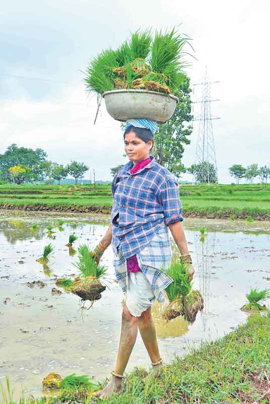 పల్లేర్ల నేలకు పచ్చచీర