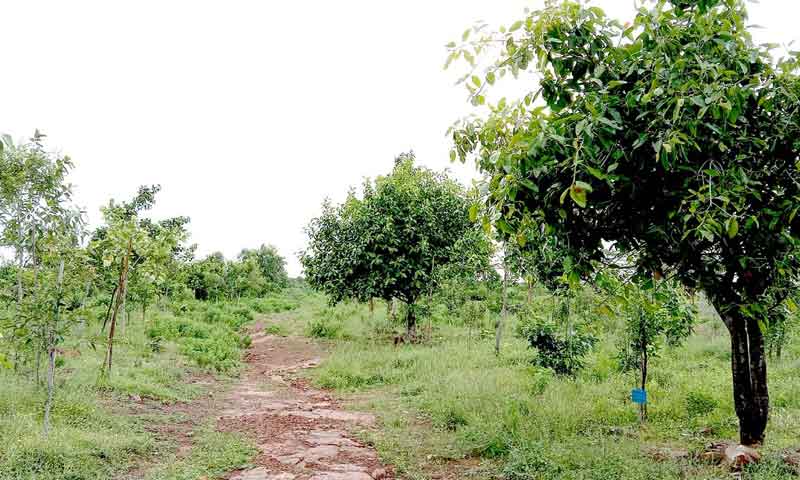 బోడగుట్టే చిట్టడవై..