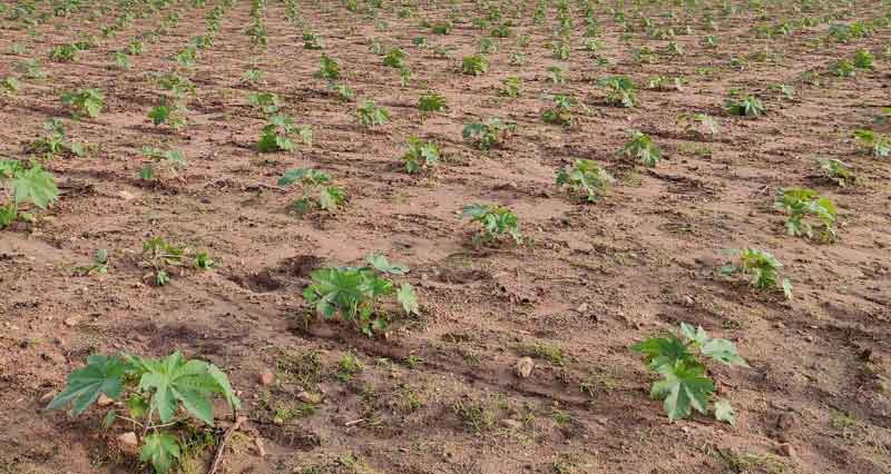 పంటలకు ప్రాణం పోసిన వర్షం