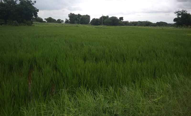 పంటకు బీమా రైతుకు ధీమా