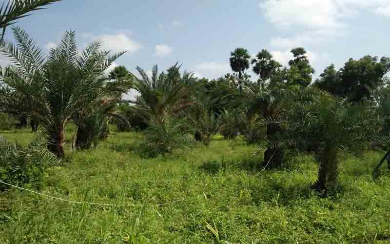 ఆహా.. ఖర్జూర కల్లు