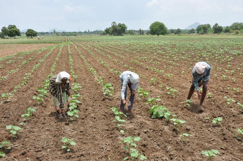 వాడుముఖాన వానందం