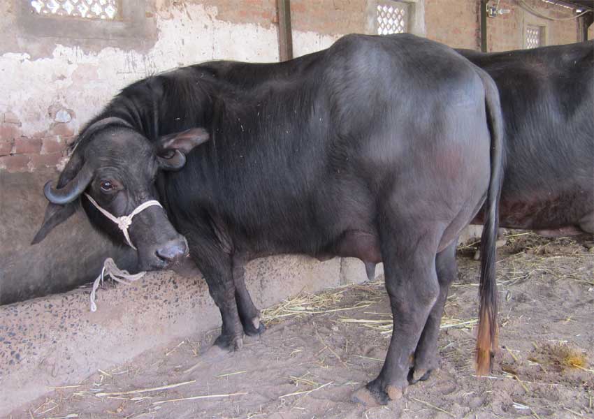 పశువులు భద్రం