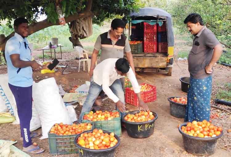 కూరగాయలతో నిత్య ఆదాయం