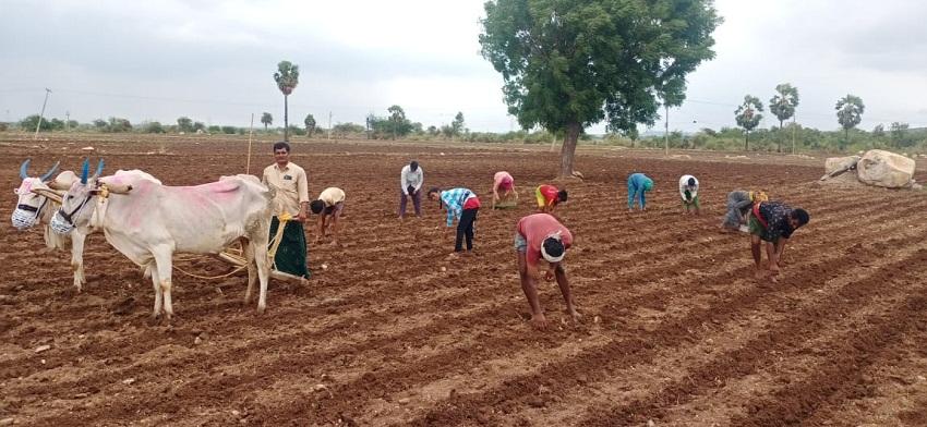 ఊపందుకున్న పత్తిసాగు