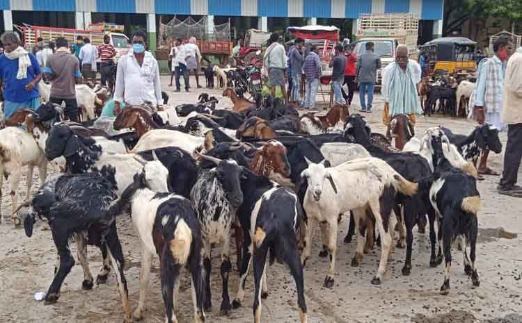 పోట్టేళ్లకు ఫుల్‌గిరాకి