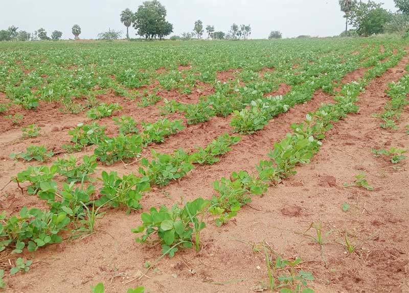 ఆరుతడి పంటలతో ఆదాయం