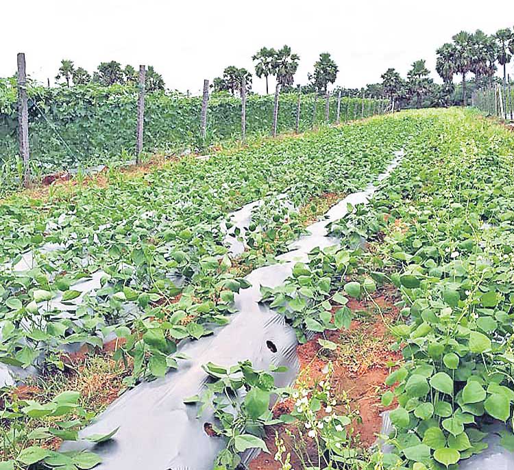 6 ఎకరాలు .. 6 రకాలు