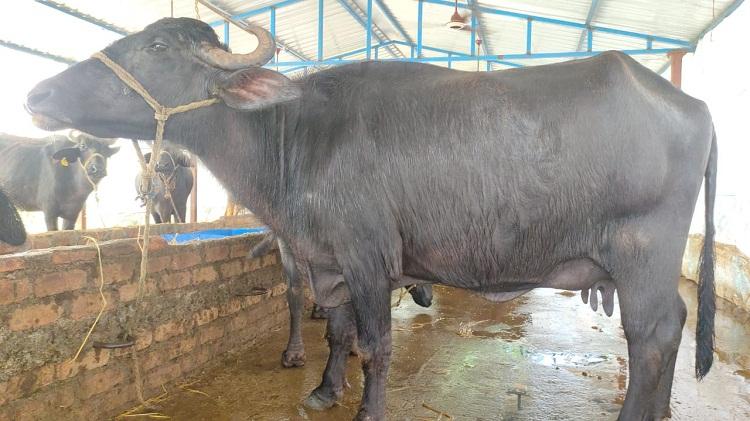 దళితులకు మినీ డెయిరీలు