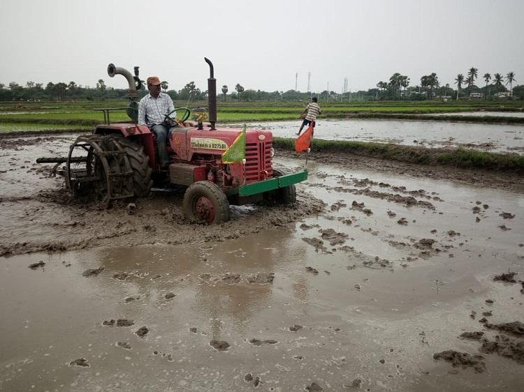 వరి సాగులో యాజమాన్య పద్ధతులు