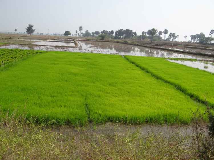 కృష్ణం వరదే..