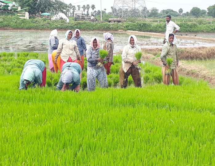 పెరుగుతున్న సాగు విస్తీర్ణం