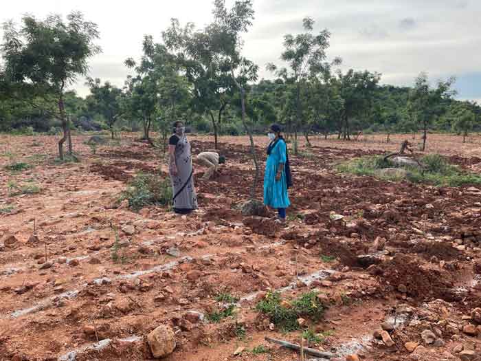 బృహత్‌ పల్లె ప్రకృతి వనం పనులు వేగవంతం