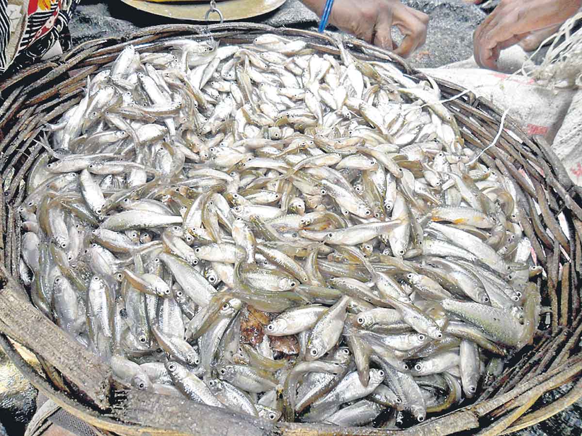 మత్స్యసేద్యం