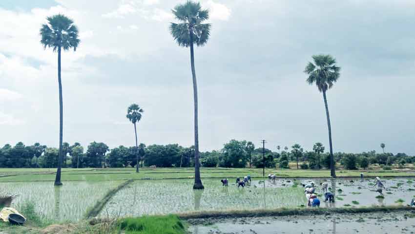 వాగుల వెంబడి..సాగు సందడి
