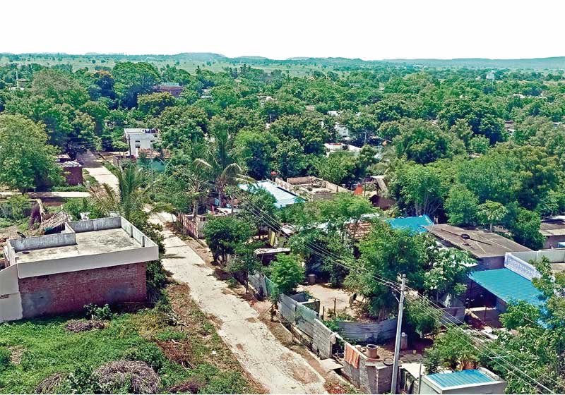 ఊరంతా పచ్చదనమే..