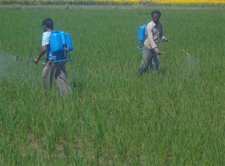 వరి కలుపు నివారణలో జాగ్రత్తలు