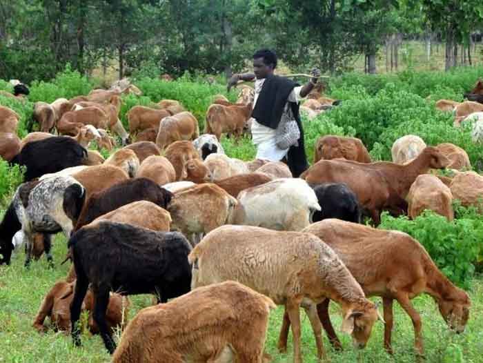 ఎల‘మందహాసం’