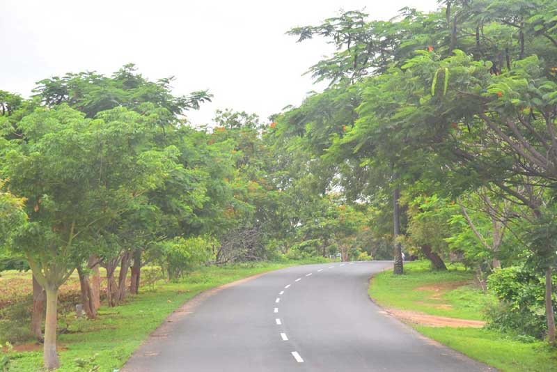 జాతీయ రహదారులకు ‘పచ్చ’లహారం