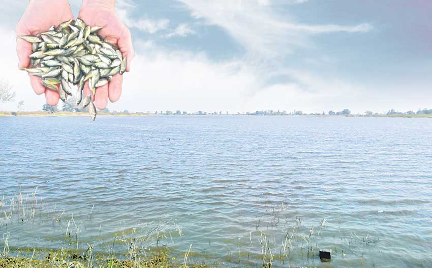 మత్స్య సిరికి సన్నద్ధం!