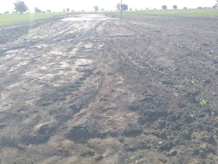 నీట మునిగిన సోయా