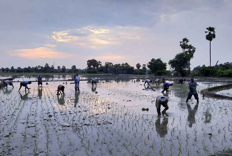 వరినాటులో మగ కూలీలు