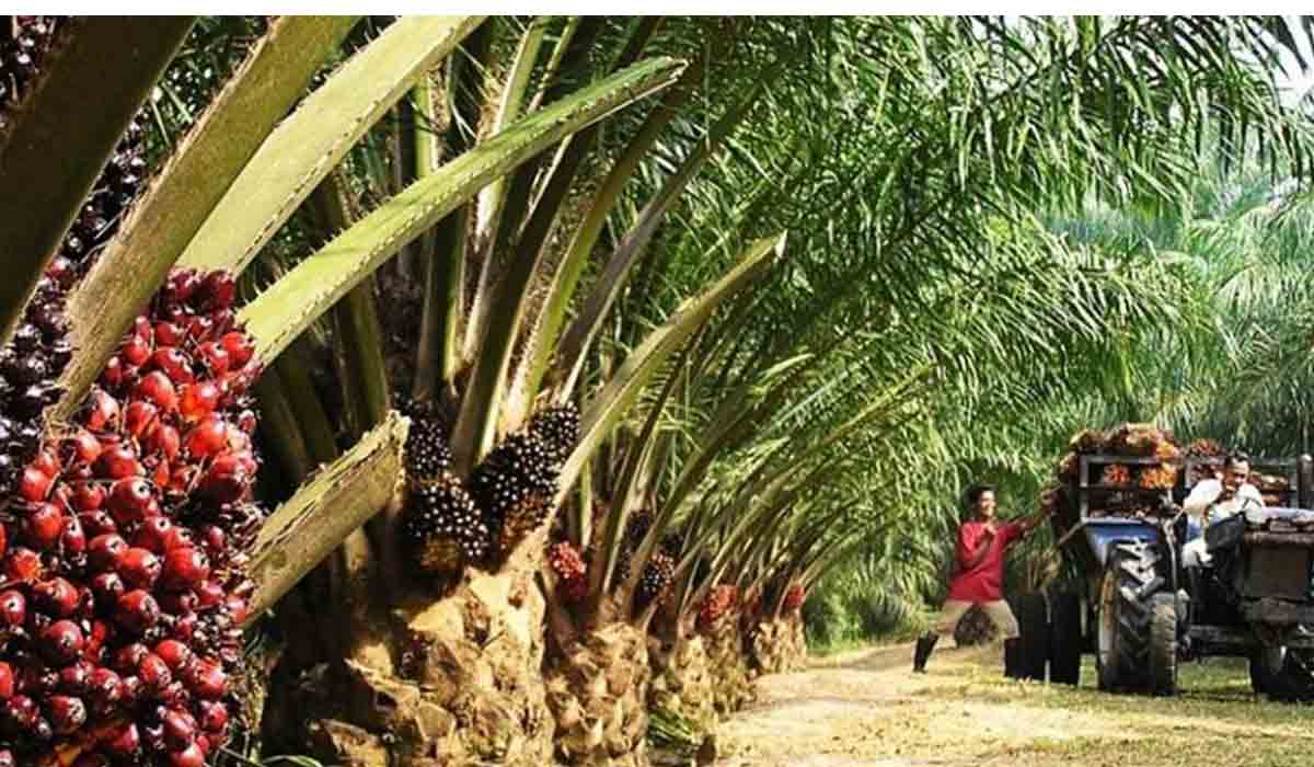 రాష్ర్టంలో ఆయిల్ పామ్ రైతుల‌కు పెట్టుబ‌డి ప్రోత్సాహ‌కం