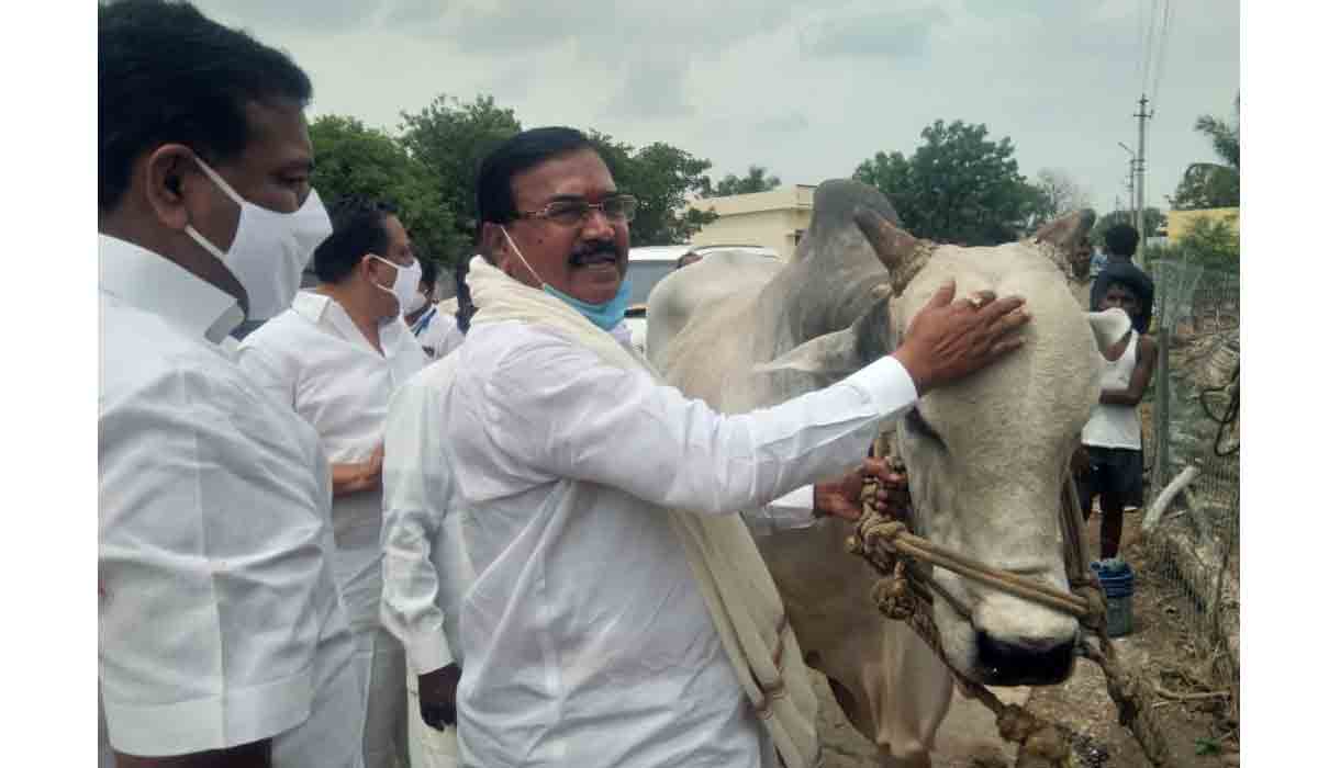 వృష‌భానికి నామ‌క‌ర‌ణం చేసిన మంత్రి నిరంజ‌న్ రెడ్డి