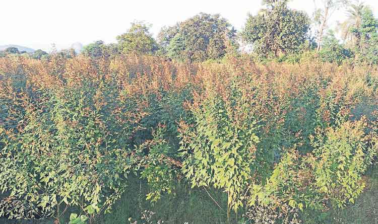 కంది మొక్కలు నాటుదాం