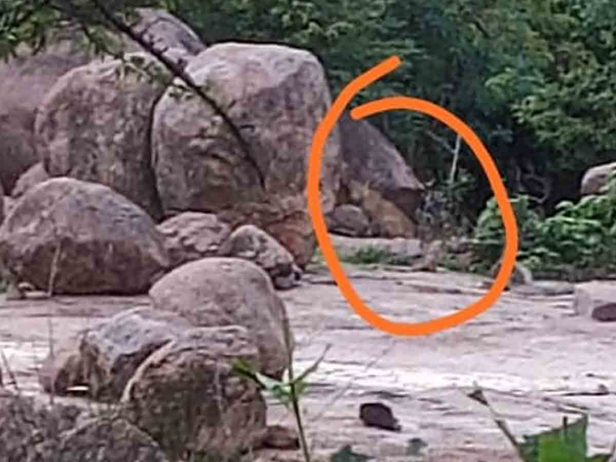 కొండపాక రిజర్వ్ ఫారెస్ట్‌లో చిరుత సంచారం