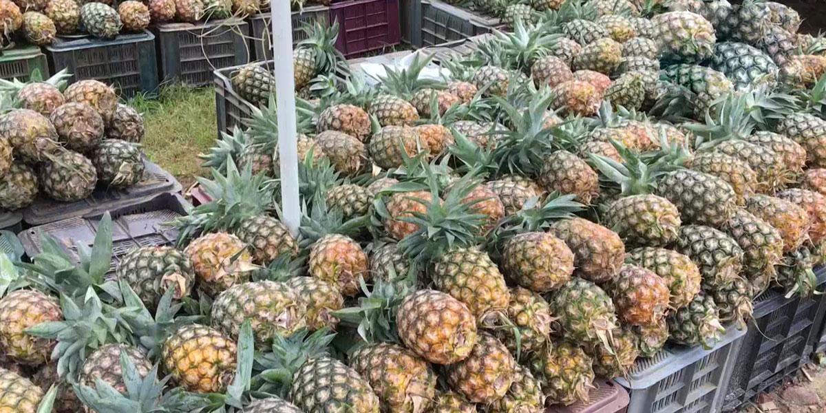 బంగ్లాదేశ్ ప్ర‌ధానికి పైనాపిల్స్ పంపిన త్రిపుర సీఎం