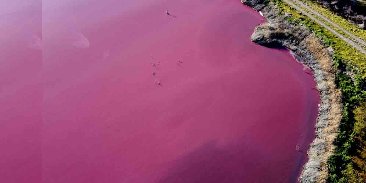 కార‌ణం ఏంద‌బ్బా..! స‌రస్సులో నీరంతా గులాబీ రంగులోకి